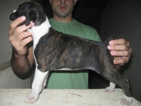 Dara - Parnaíba - PI